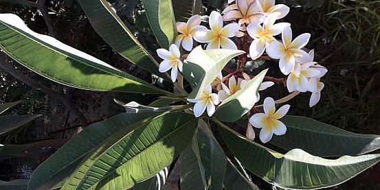 frangipani cretese