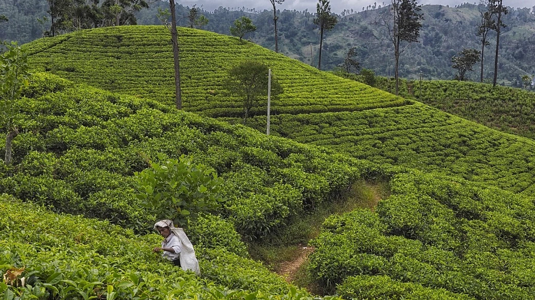 sri lanka sotto l'albero