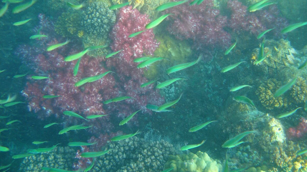 malesia perhentian turisub