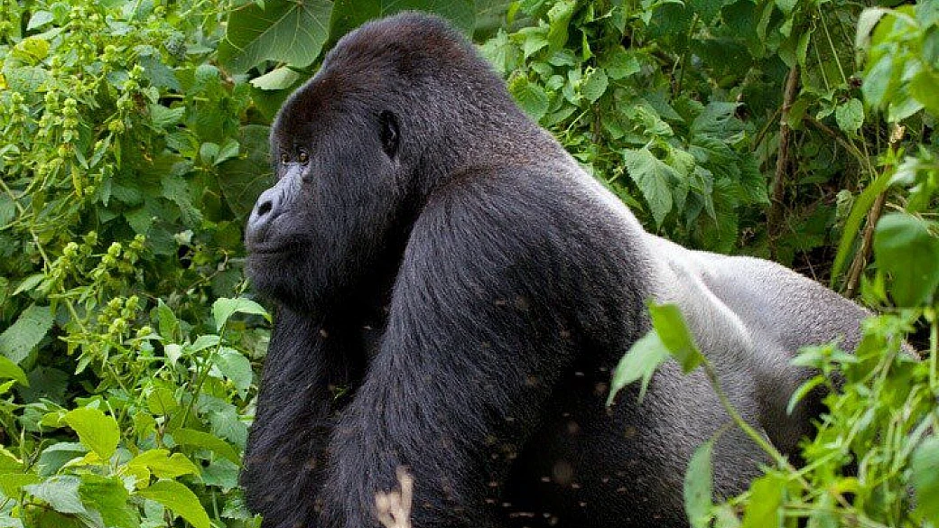 i gorilla di montagna