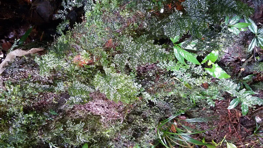 costa rica: non c’è il due senza il tre