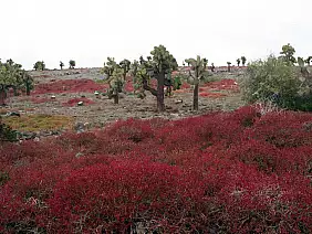 cotopaxi-region-292y4