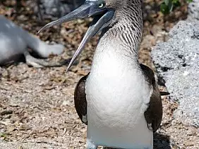 cotopaxi-region-35jw8