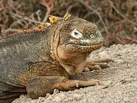 cotopaxi-region-9mtaf