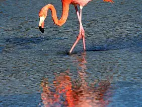 cotopaxi-region-ksrq8