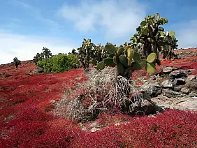 cotopaxi-region-qqze4