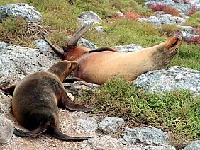 cotopaxi-region-qsn7m