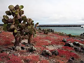 cotopaxi-region-tkb6a