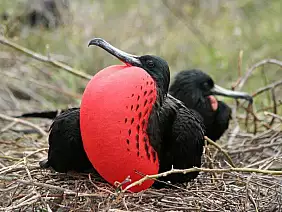 cotopaxi-region-uwrvc