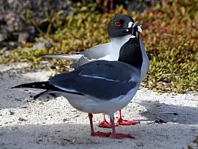 cotopaxi-region-vemj4