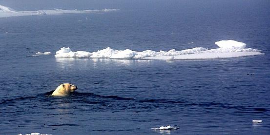 orso polare a nuoto tra i ghiacci