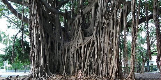 Quale dei due è il bonsai? Havana, Cuba