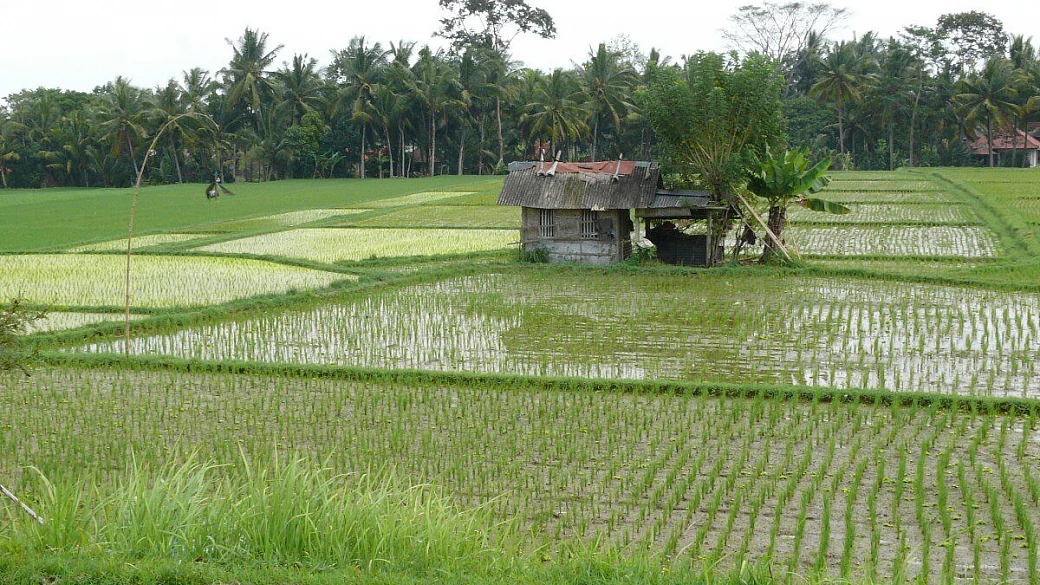 bali, un'esplosione di colori e profumi