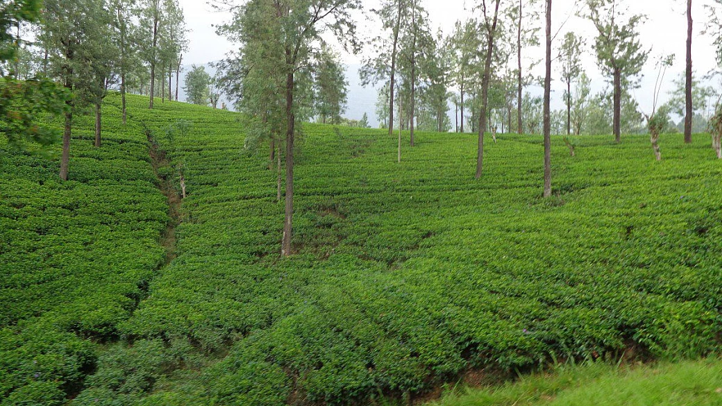 sri lanka, cuore e occhi pieni di spirito e di natura