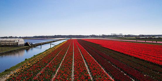 campo di tulipani in fiore