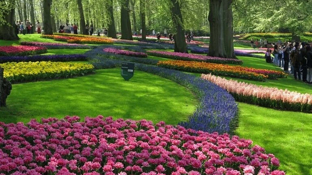 tour in olanda, fra i campi di tulipani, mulini a vento e dighe