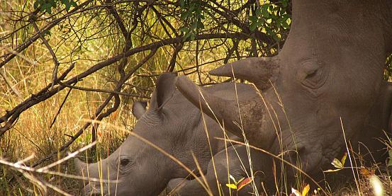 i rinoceronti del ziwa rhino sanctuary