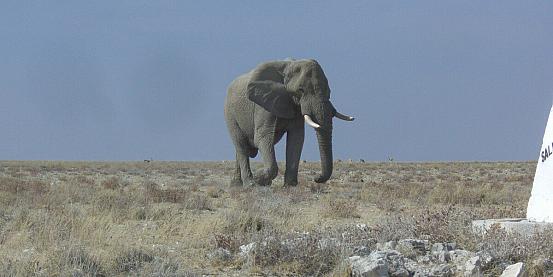 l'elefante 3