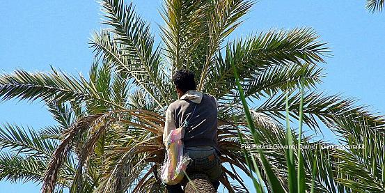 nefta-impollinazione della palma da dattero 2
