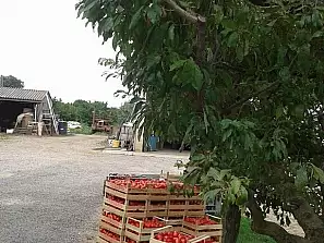 cassette di pomodori all'azienda agricola castelli