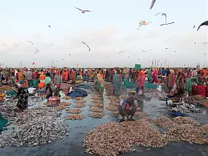 vanakbara - mercato del pesce