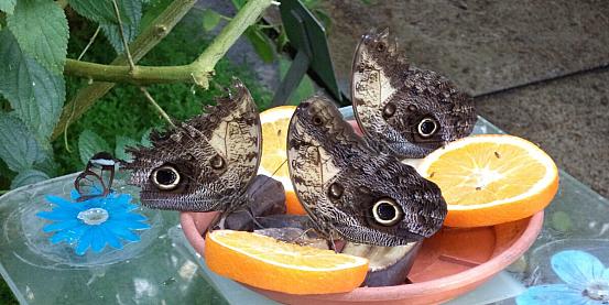 orto botanico - farfalle civetta e farfalla di vetro