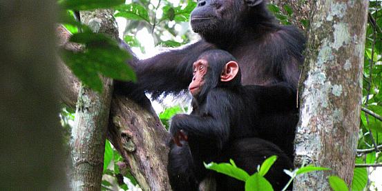scimpanzè in kibale national park