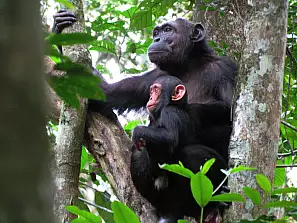 scimpanzè in kibale national park