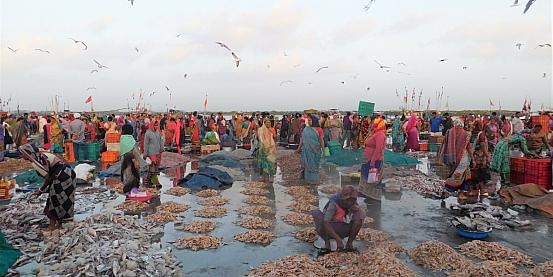 vanakbara - mercato del pesce 2