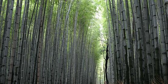 foresta di bambù a kyoto