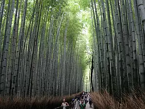 foresta di bambù a kyoto