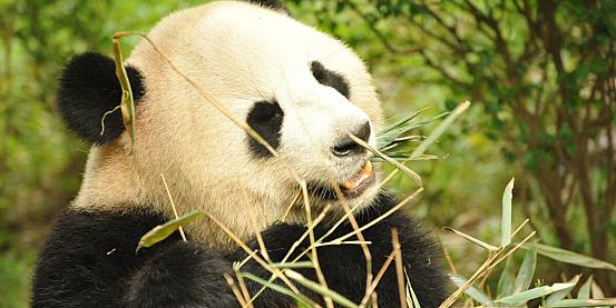 chengdù centro riproduzione panda