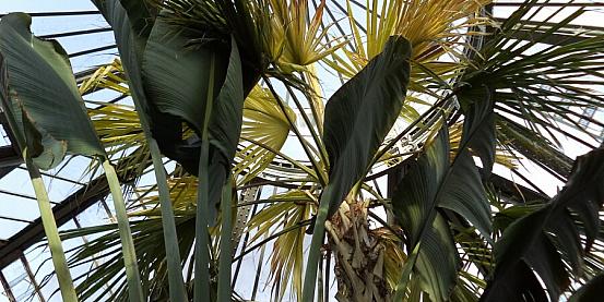 orto botanico - serra delle palme - cicadea gigante