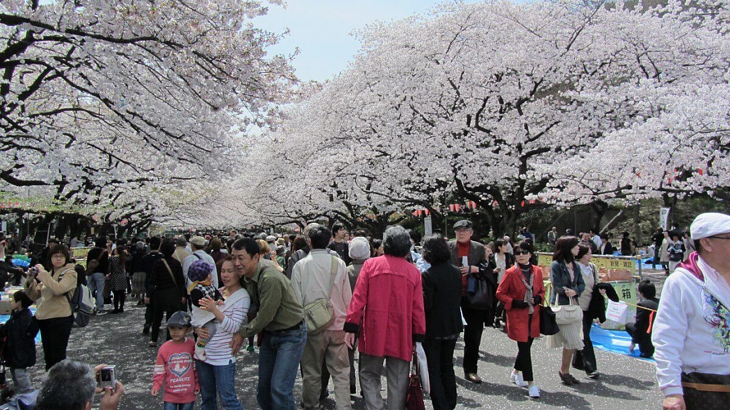in giappone per la fioritura dei ciliegi