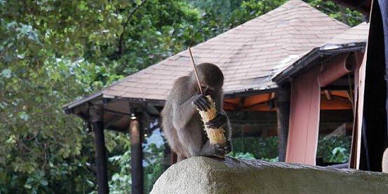 Railay monkey