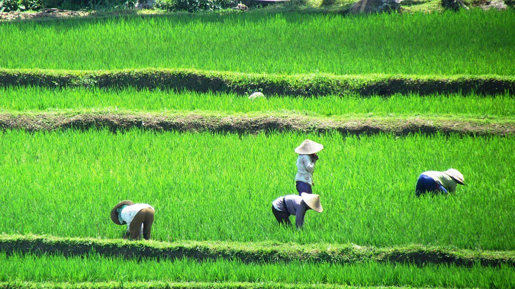 un pizzico di indonesia