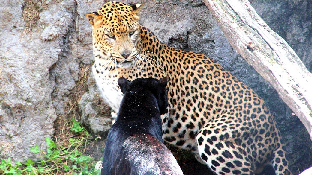 valencia con volo low cost