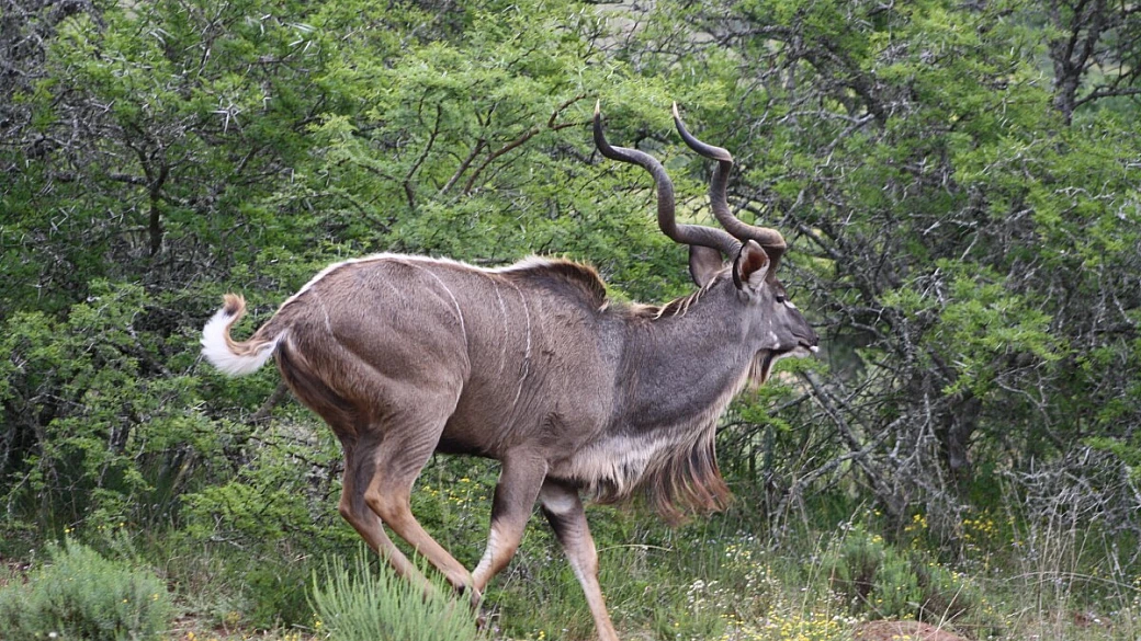 south africa self service