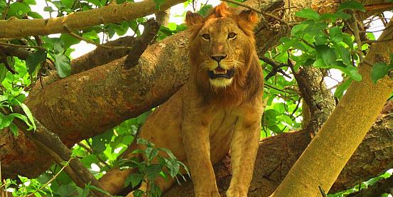 ishasha: leoni sugli alberi