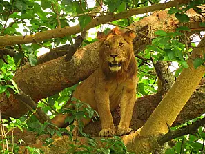 ishasha: leoni sugli alberi
