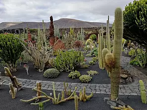 jardin de cactus 6