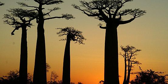 madagascar on the road, tra lemuri e baobab