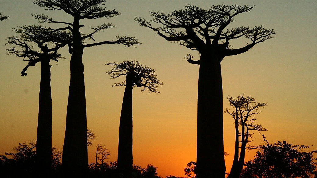 madagascar on the road, tra lemuri e baobab