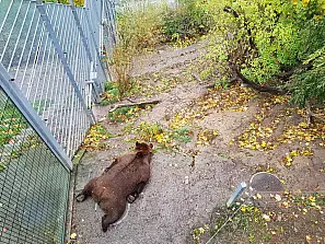parco degli orsi- berna 2