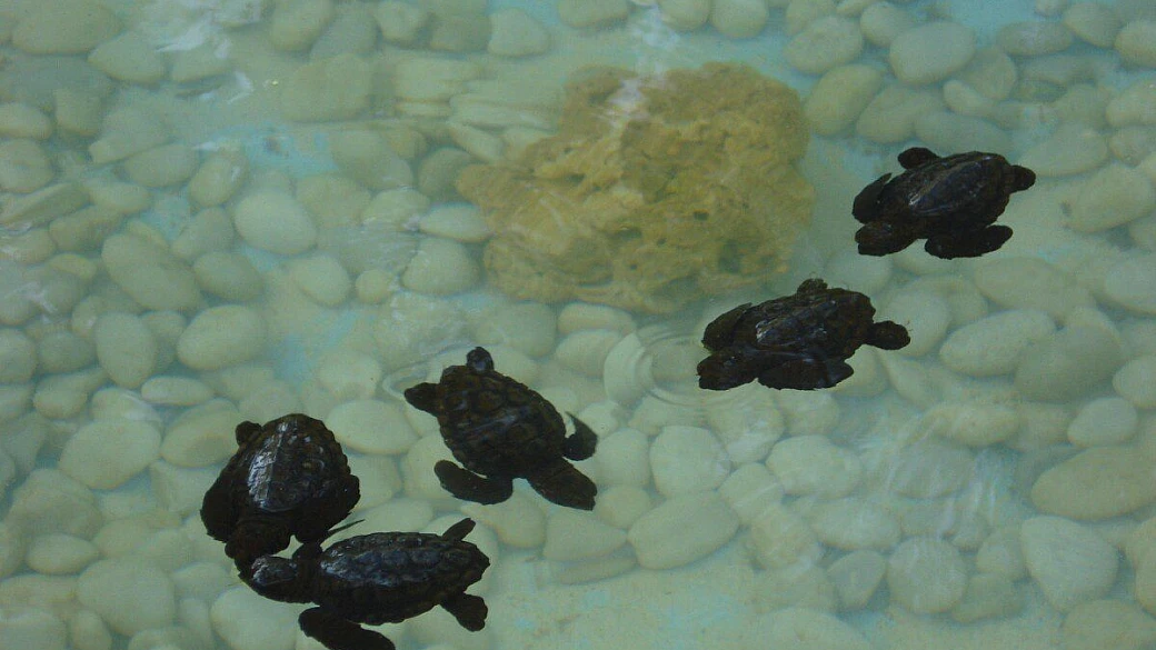 l’equatore all’orizzonte... praia do forte e salvador de bahia
