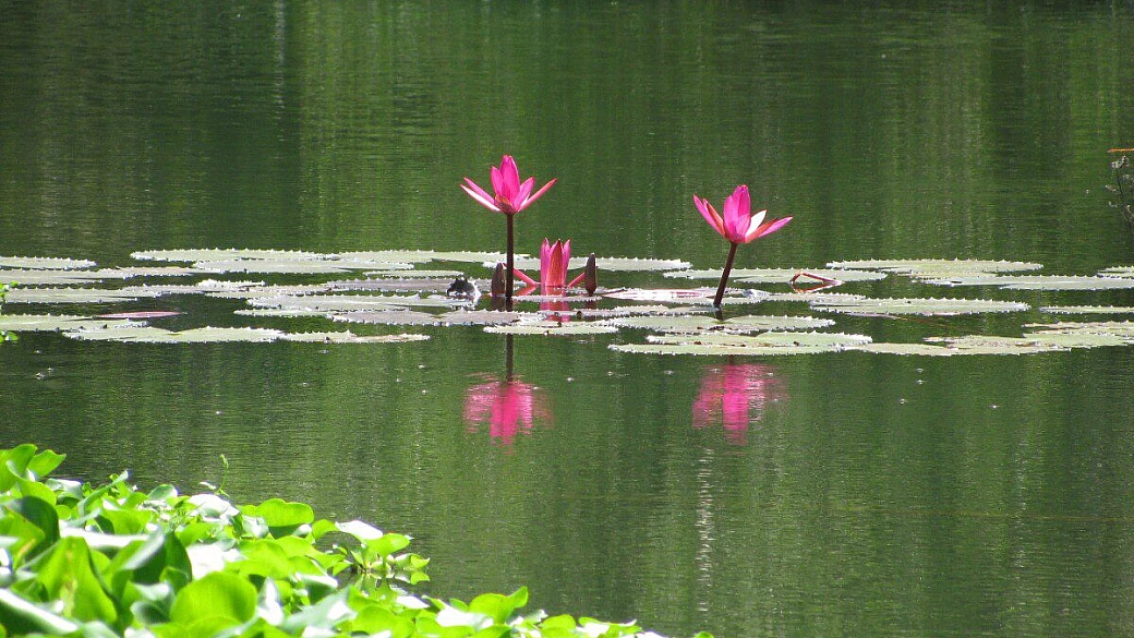 sri lanka, la perla verde