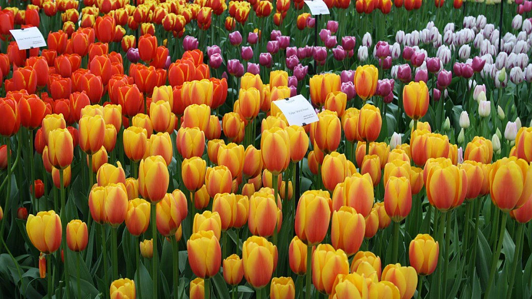 dai colori del keukenhof all'eccentricità di amsterdam