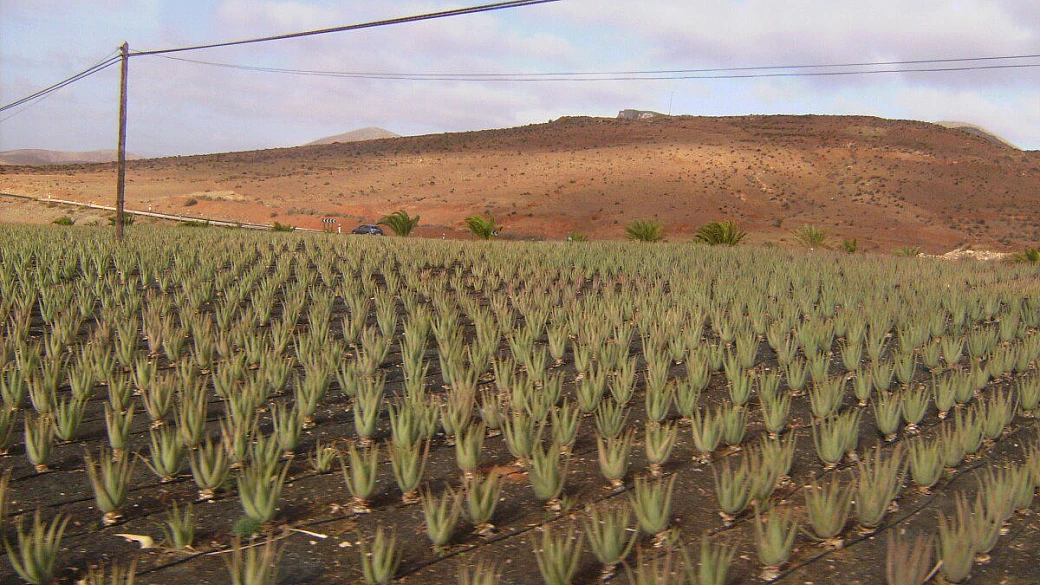andalusia, che magia