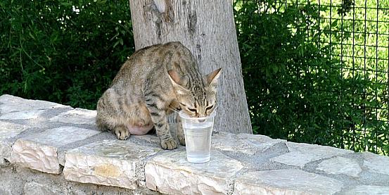 gattino assetato