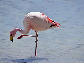 deserto-di-atacama-dusgs